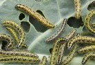 Goonoo Forestgarden-pests-and-diseases-6.jpg; ?>